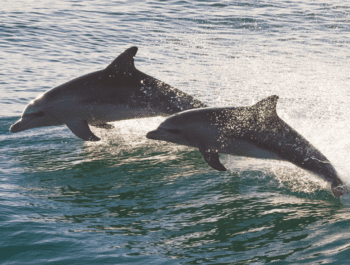 Dolphins off the Outer Banks coast
